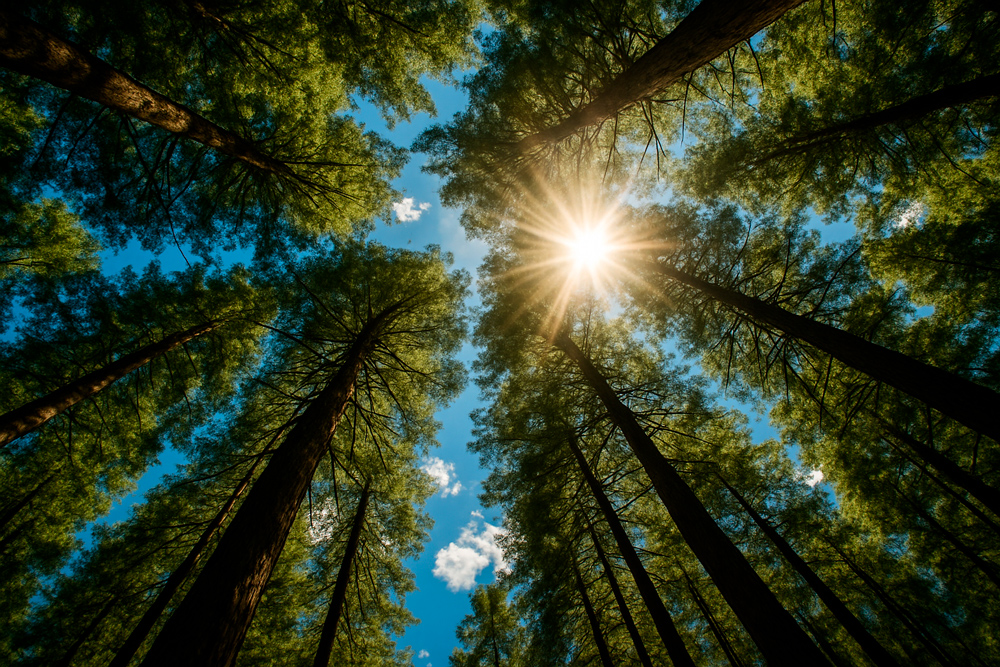 Copas de árvores e sol brilhando, representando a sustentabilidade e cuidado com o meio ambiente da Nei Móveis